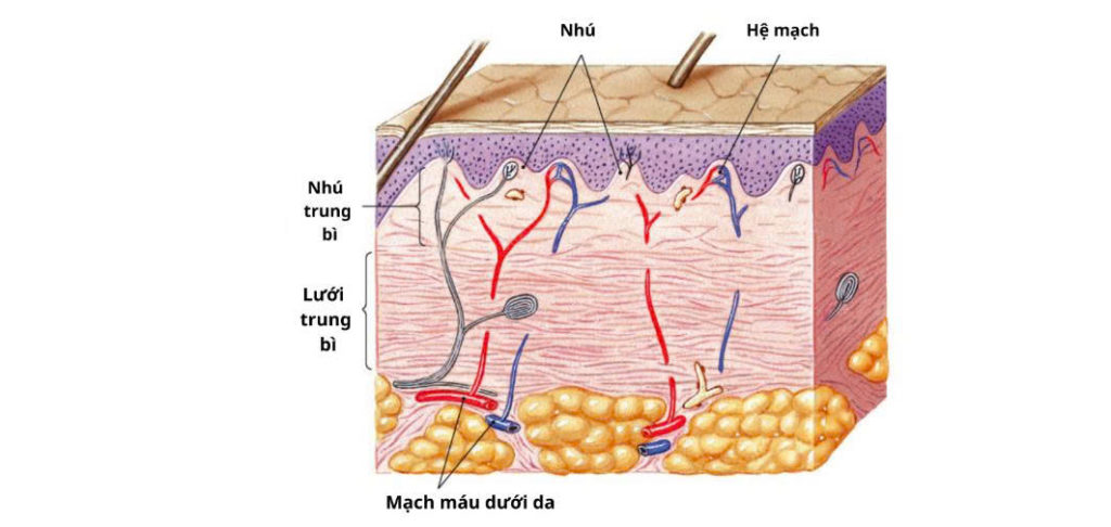 Da là gì? Cấu trúc & chức năng – Hiểu đúng làn da để chăm sóc khoa học và hiệu quả