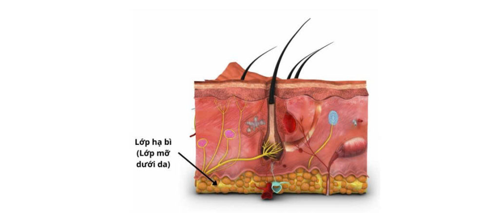 Da là gì? Cấu trúc & chức năng – Hiểu đúng làn da để chăm sóc khoa học và hiệu quả