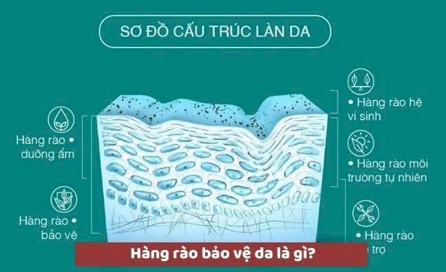 Da là gì? Cấu trúc & chức năng – Hiểu đúng làn da để chăm sóc khoa học và hiệu quả
